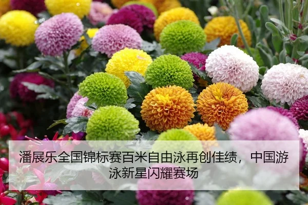 潘展乐全国锦标赛百米自由泳再创佳绩，中国游泳新星闪耀赛场